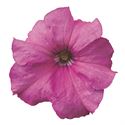 Bild von Petunia P9 Pink